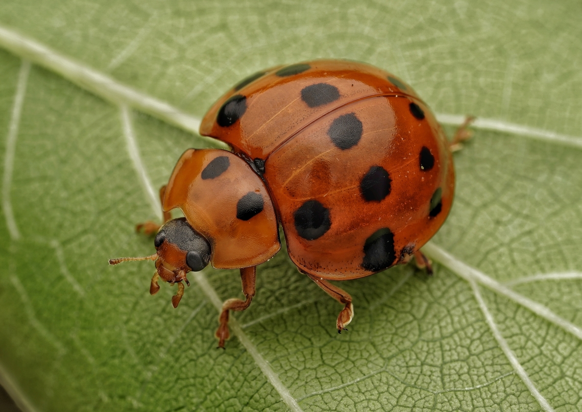 Another shot of the Callicaria superba. These are so pretty!  Callicaria superba,Coccinelidae,Japan,beautiful,cute,ladybug,macro