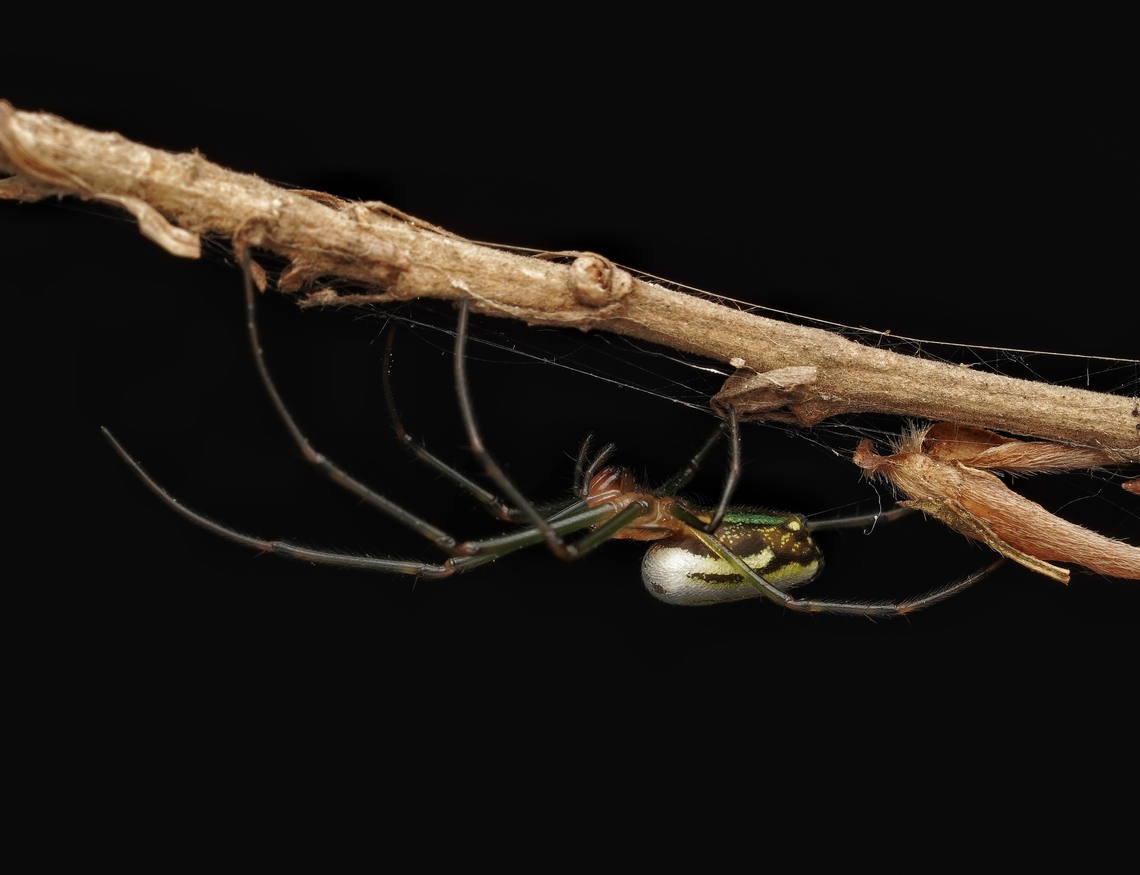 An orchard spider, a Leucauge blanda These are very common and very beautiful spiders with very long legs and colorful.  Japan,Leucauge blanda,arachnid,close up,long-jawed orbweaver,macro,nature,pretty,spider
