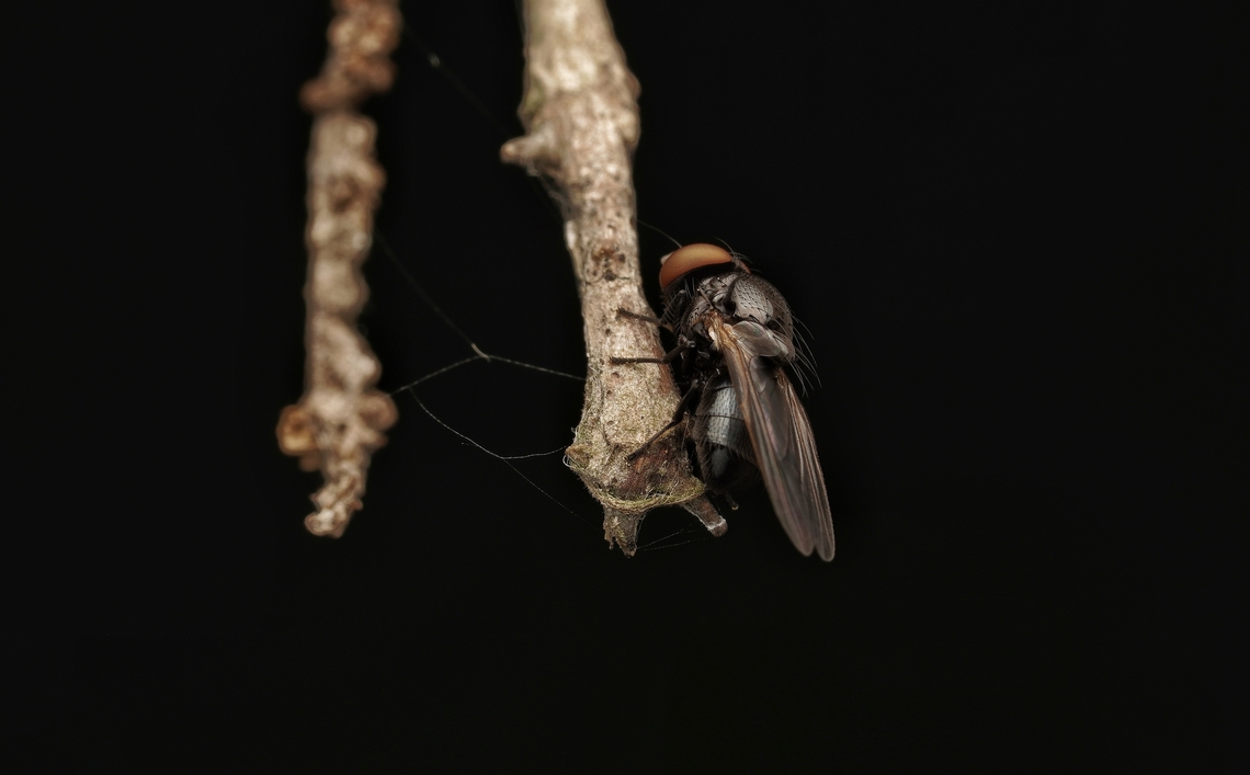 A small fly hanging out in the forest. I have no idea what kind of fly this is, but it was quite small and has huge eyes and intersting shaped back. Japan,fly,forest,hanging out,macro