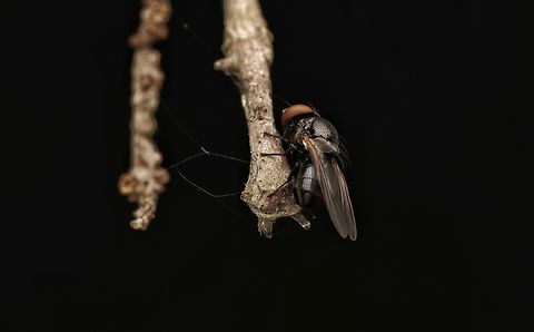 A small fly hanging out in the forest. I have no idea what kind of fly this is, but it was quite small and has huge eyes and intersting shaped back. Japan,fly,forest,hanging out,macro