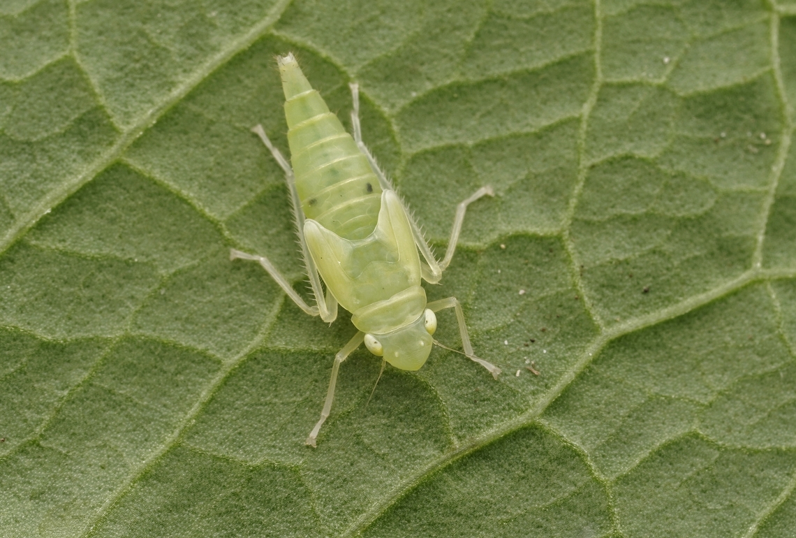 A leafhoppper nymph. I do not know the type of leafhopper, but they are so cute and beautiful green color. Japan,cute,leafhopper,leafhopper nymph,macro,nymph