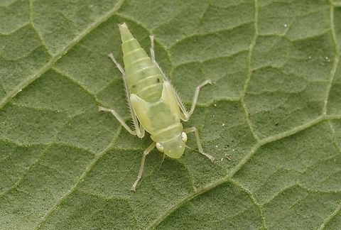 A leafhoppper nymph. I do not know the type of leafhopper, but they are so cute and beautiful green color. Japan,cute,leafhopper,leafhopper nymph,macro,nymph