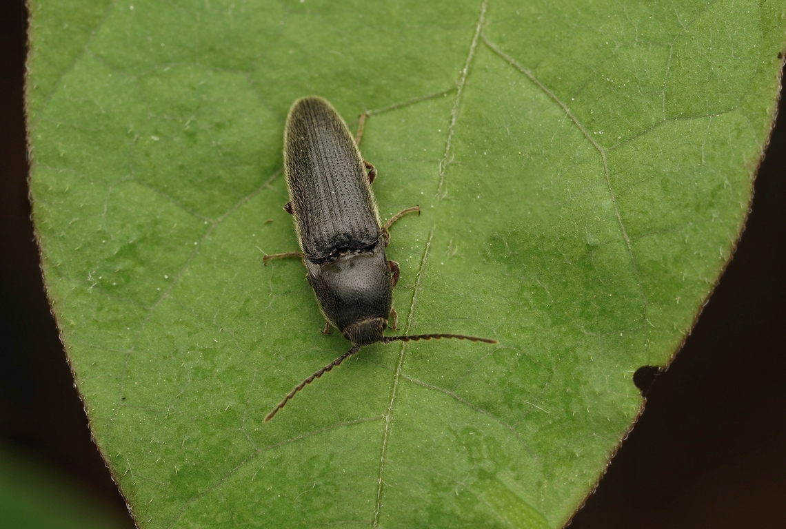 A small and hairy click beetle, maybe Melanotus senilis senilis There are many species of click beetle here in Japan, big and small and of many colors. I am not sure of the the ID, but maybe Melanotus senilis senilis Japan,beetle,click beetle,close up,macro