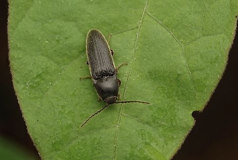 A small and hairy click beetle, maybe Melanotus senilis senilis There are many species of click beetle here in Japan, big and small and of many colors. I am not sure of the the ID, but maybe Melanotus senilis senilis Japan,beetle,click beetle,close up,macro