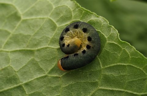 A sawfly larva, a Allanctus luctifer Sawfly larva look like caterpillars and some curl up like this.  Allanctus luctifer,Japan,cute,larva,macro,pretty,sawfly,sawfly larva