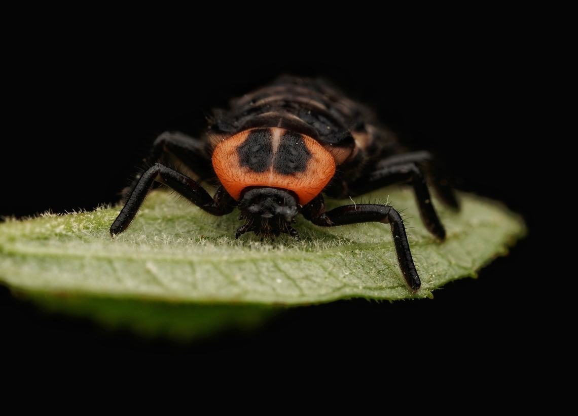 The beautiful larva of a Aiolocaria hexaspilota lady bug. I have never seen one of these before, nor the adult version. I saw several in one day this year! I hope to find an adult soon. Aiolocaria,Aiolocaria hexaspilota,Japan,beautiful,lady bug,macro