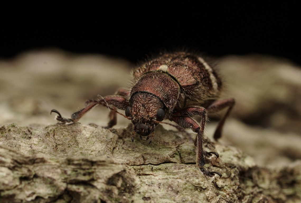 Another shot of the beetle, Trichochrysea japana. We can see how hairy it is! Japan,Trichochrysea japana,beetle,leaf beetle,macro