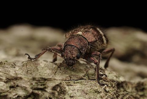 Another shot of the beetle, Trichochrysea japana. We can see how hairy it is! Japan,Trichochrysea japana,beetle,leaf beetle,macro