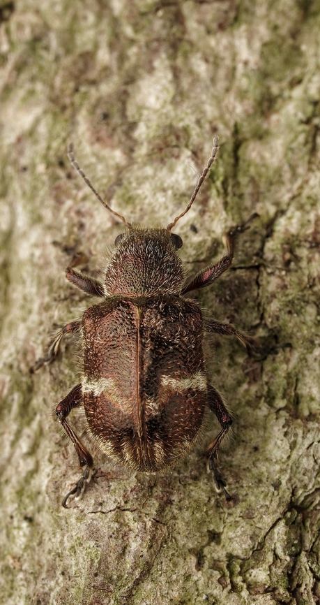 A cute little beetle with a hairy back.  Trichochrysea japana. This is a small beetle, it was walking around on a tree. They have beautiful wings. Japan,Trichochrysea japana,beetle,cute,macro,small