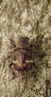 A cute little beetle with a hairy back.  Trichochrysea japana. This is a small beetle, it was walking around on a tree. They have beautiful wings. Japan,Trichochrysea japana,beetle,cute,macro,small