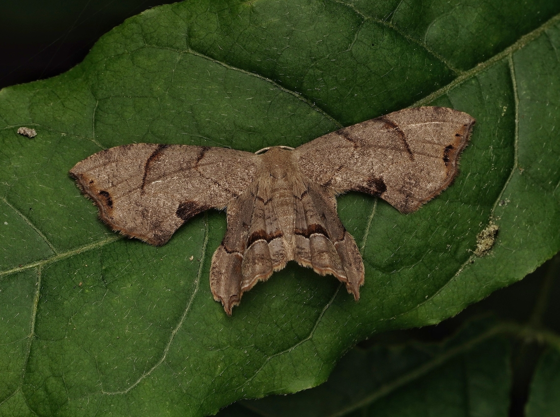 A beautiful moth in the forest,  Dysaethriai moza These have a very intersting shaped body with cool pattern on the wings.  Dysaethriai moza,Japan,close up,cute,macro,moth,pattern,swallowtail moth