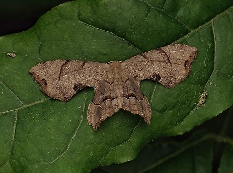 A beautiful moth in the forest,  Dysaethriai moza These have a very intersting shaped body with cool pattern on the wings.  Dysaethriai moza,Japan,close up,cute,macro,moth,pattern,swallowtail moth