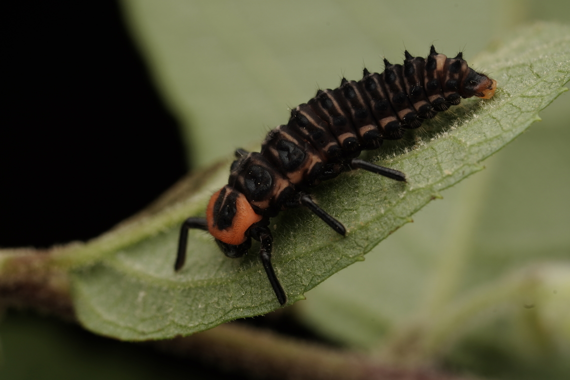 A different perspective of the lady bug, Aiolocaria hexaspilota Thse are just amazing. Aiolocaria,Aiolocaria hexaspilota,Japan,beautiful,lady bug,macro