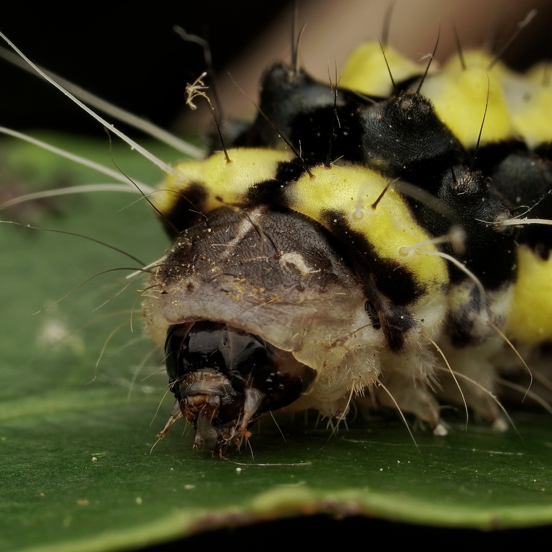 A close up of a Pidorus atratus caterpillar These grow up to be intersting moths, that are said to mimic fireflies. Japan,Pidorus atratus,burnet moth,caterpillar,macro,moth caterpillar