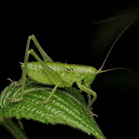 This bush cricket is a bigger form of the previous uploaded ones.  Japan,Japanese Green Bush-Cricket,Tettigonia orientalis,cricket,cute,green,macro