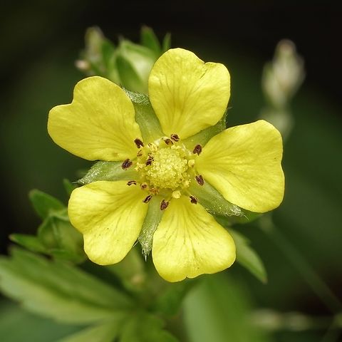 I belive this is a fake strawberry flower, maybe Potentilla hebiichigo These are called "snake strawberry" in Japanese, but I believe they are edible, so not sure why the "snake" part of the naming.... Japan,fake strawberry,flora,flower,macro