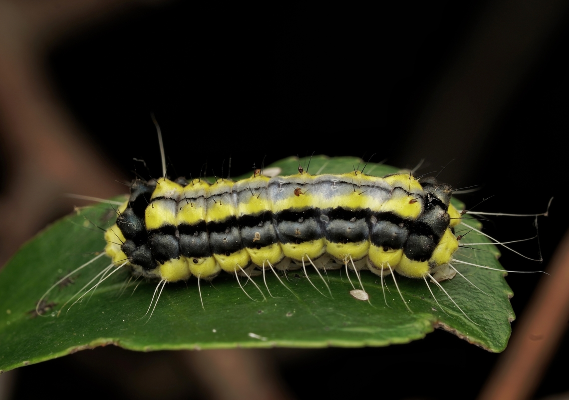 A different view of the Pidorus atratus caterpillar They look so unreal and almost like a gummy to me! These caterpillars do not have venemous hairs, but secrete poison that can give you dermatitis for about 2 weeks! Japan,Pidorus atratus,caterpillar,cute,macro,moth caterpillar