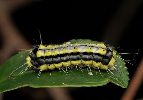 A different view of the Pidorus atratus caterpillar They look so unreal and almost like a gummy to me! These caterpillars do not have venemous hairs, but secrete poison that can give you dermatitis for about 2 weeks! Japan,Pidorus atratus,caterpillar,cute,macro,moth caterpillar