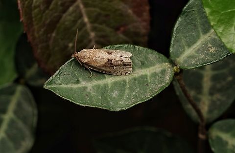 A small moth, about 12mm, in the forest. These are very small moths and fly away very quickly. This one sat for me and was kind enough to let me get a bit close. There are many similar looking moths, maybe a kind of Gelechiidae or Tortricidae.... Japan,forest,macro,moth,small