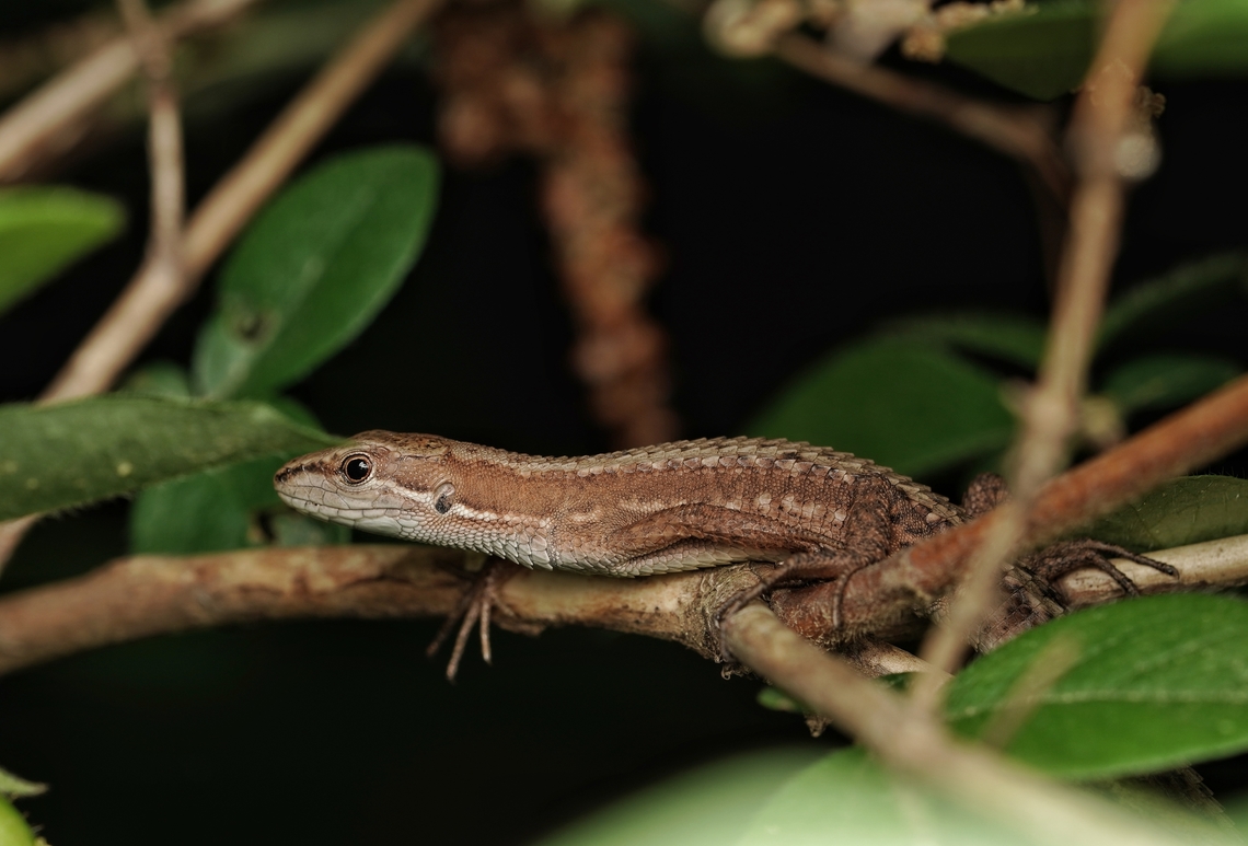 A small the Japanese grass lizard. They are cute and common. The Japanese name means &quot;cute snake&quot;, becasue it is cute and looks like a snake when in the wild.  Japan,Japanese grass lizard,Takydromus tachydromoides,cute,lizard,macro