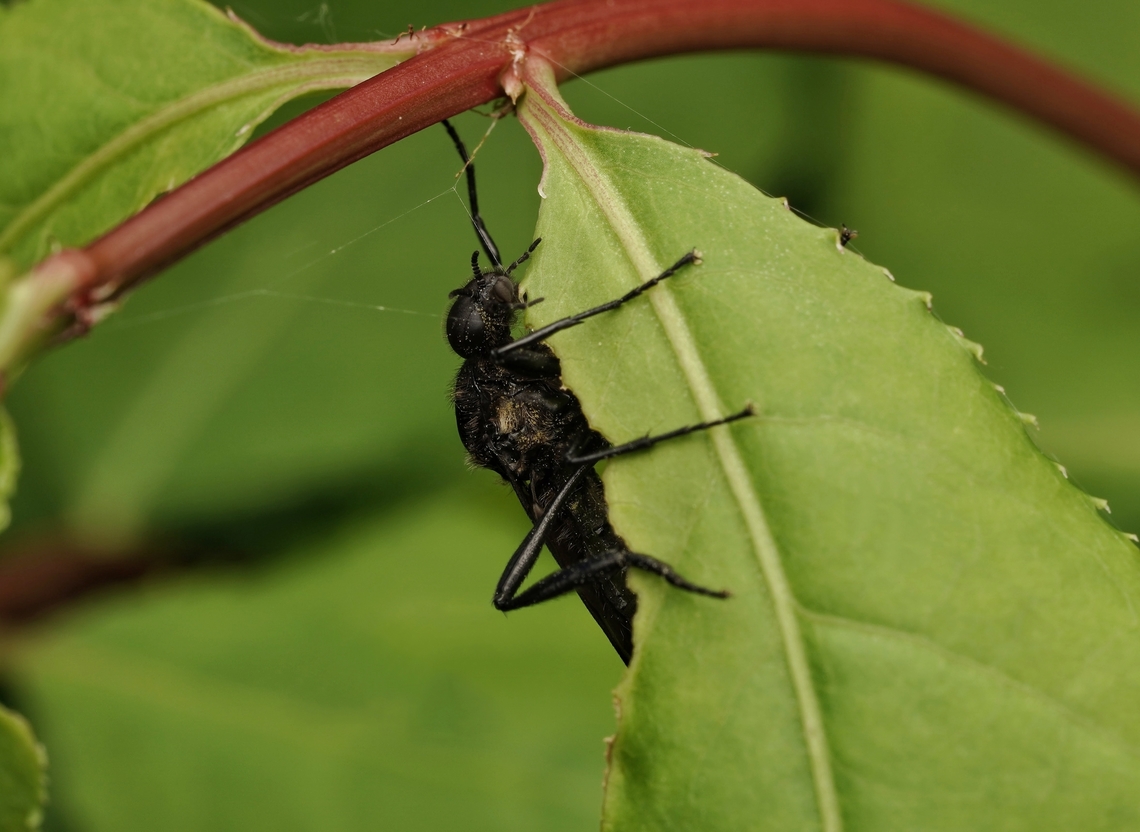 A march fly in the forest, hanging out. I believe this is the common March fly, possibly Bibio tenebrosus . They are all over. Japan,March fly,hanging out,macro