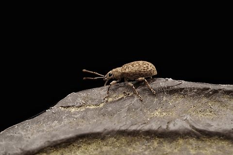 A small weevil sitting on a fence pole in the forest. There are many similar looking ones, so I am not sure of the species. Maybe Scepticus insularis.... Japan,macro,weevil