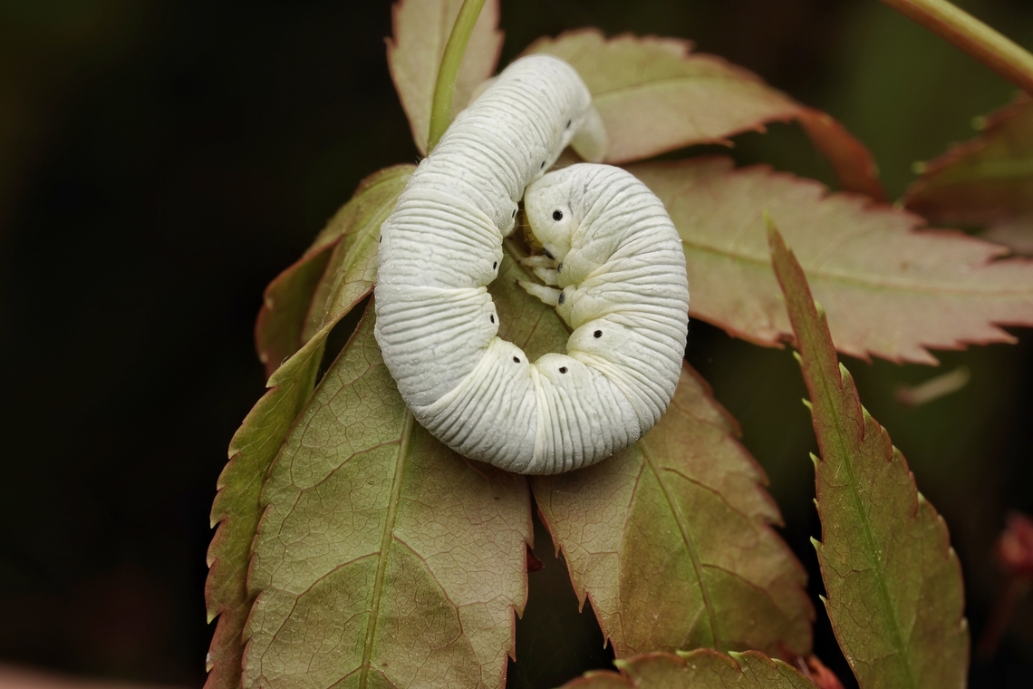 A moth caterpillar , curled up on a leaf. Maybe Wilemania nitobei This caterpillar is quite big and they look like they have powder all over them, but don&#039;t. Maybe Wilemania nitobei I am not sure yet. Japan,caterpillar,macro,moth caterpillar