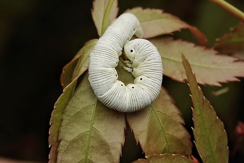 A moth caterpillar , curled up on a leaf. Maybe Wilemania nitobei This caterpillar is quite big and they look like they have powder all over them, but don't. Maybe Wilemania nitobei I am not sure yet. Japan,caterpillar,macro,moth caterpillar