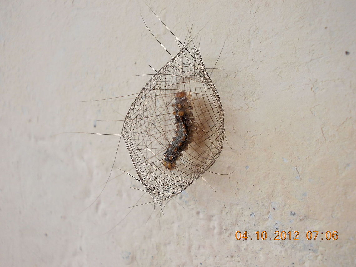 Cyana meyricki  Cyana meyricki,butterflies,moths