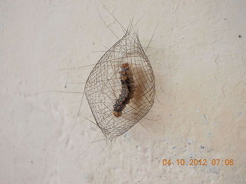 Cyana meyricki  Cyana meyricki,butterflies,moths