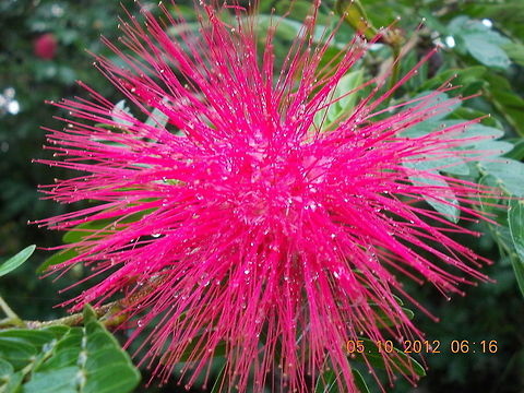 dscn0191  Bottle Brush