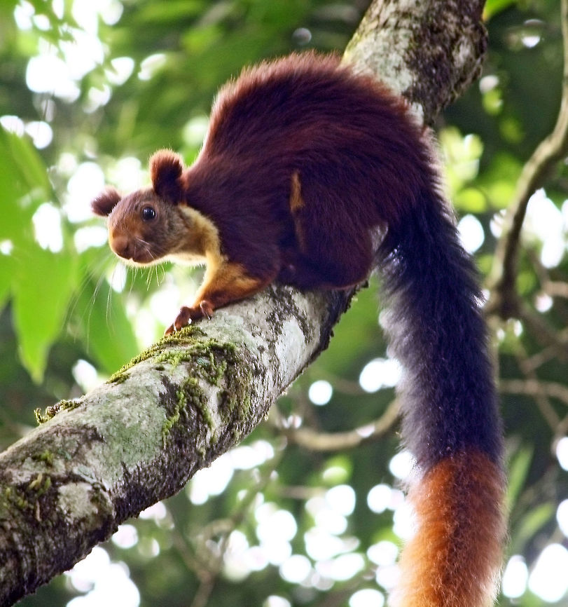 GIANT SQUIRREL OF WESTERN GHATS The image shows a Giant Squirrel found in the Western Ghats of India.Lovely middle size mammal with a long hairy tail in two colors and brown fur on the body.Always lives on big trees,mostly seen singly.Very attractive and usually in movement hence finding steady for a shot is difficult.Usually early morning movements,cause another problem for taking photos.Feeds on fruits of the plant.Has  a chukking sound which gives idea of their presence.Very afraid of any movement around and runs away from one tree to another hence one has to run behind for a shot. Geotagged,India,Indian Giant Squirrel,Ratufa indica,Spring,colorful,giant,squirrel