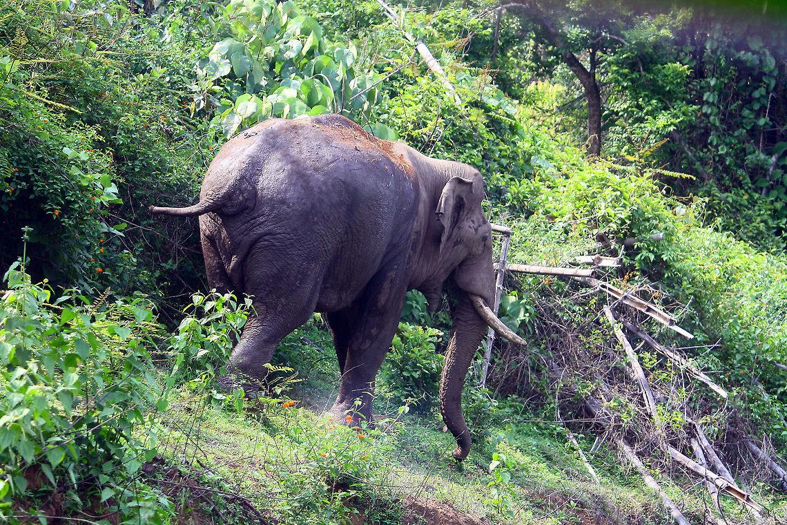 THE GIANT OF INDIAN FORESTS Elephants of the Indian forests are one of the great attraction for the nature lovers.The image shows such a wild elephant.As some time they are dangerous to face,one has to be in safe distance to have a photo,specially when a big group with some baby elephants are present,as the mother elephants are very aggressive.It is very very catching to see how mother and other females in the group keep eye on the babies to protect them from wild predators.These elephants always feed on green leaves of the trees,grass etc.A big group of 10 to 15 elephants of all ages can be found in the jungle.Elephants have big attraction for water in the jungle,hence waiting for them in such areas give nice sighting, from a long distance. Geotagged,India,Spring,asian,elephant,giant