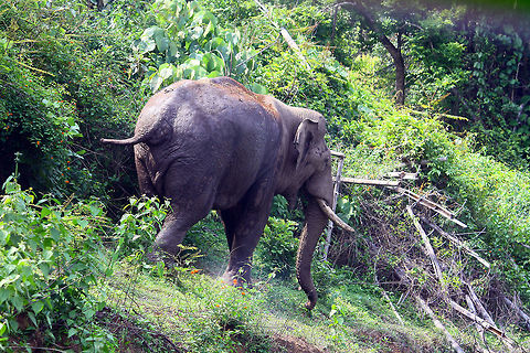 THE GIANT OF INDIAN FORESTS Elephants of the Indian forests are one of the great attraction for the nature lovers.The image shows such a wild elephant.As some time they are dangerous to face,one has to be in safe distance to have a photo,specially when a big group with some baby elephants are present,as the mother elephants are very aggressive.It is very very catching to see how mother and other females in the group keep eye on the babies to protect them from wild predators.These elephants always feed on green leaves of the trees,grass etc.A big group of 10 to 15 elephants of all ages can be found in the jungle.Elephants have big attraction for water in the jungle,hence waiting for them in such areas give nice sighting, from a long distance. Geotagged,India,Spring,asian,elephant,giant