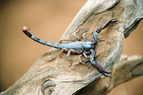 THE DEADLY SCORPION Found at Tadoba jungle in Chandapur dist.of Maharashtra.A deadly species,can kill a person with one sting it is said. Emperor scorpion,Geotagged,India,Pandinus imperator,Winter