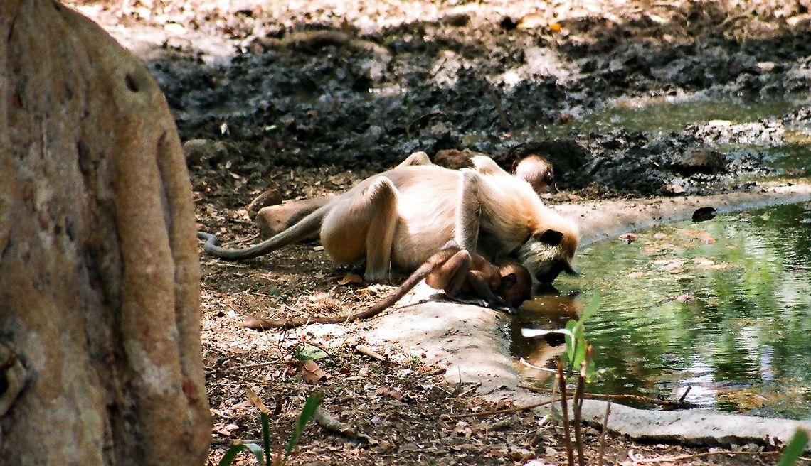 picnik  Geotagged,India,Northern plains gray langur,Semnopithecus entellus,Winter