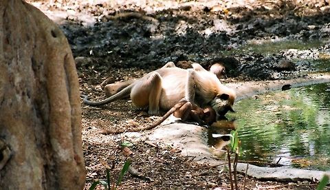picnik  Geotagged,India,Northern plains gray langur,Semnopithecus entellus,Winter