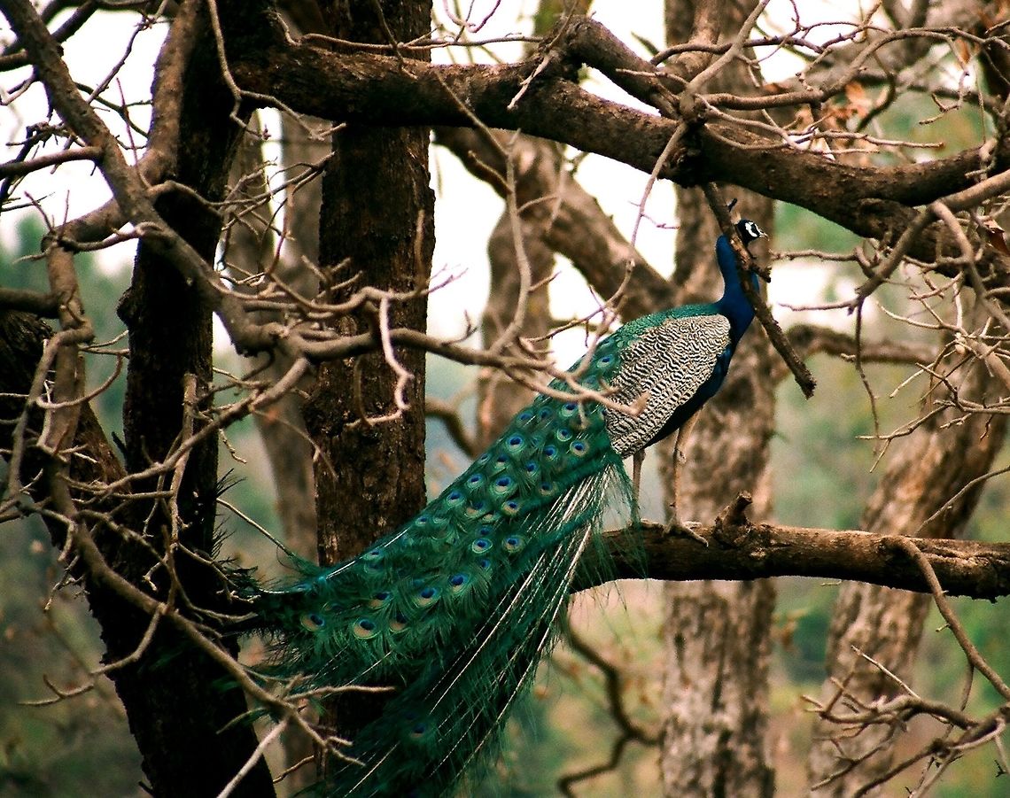 THE BEAUTY OF INDIAN JUNGLES The Peacocks in the India jungles are one of the most beautiful birds with long blue feathers as seen in the image.In Kanha tiger reserve of Madhya Pradesh-India, they are usually seen in various activities.Their population here is high hence their sighting is easy.The image is shot in the summer when this reserve is with leafless trees making the sighting of wild species easy.Here the leafless trees make a nice surrounding for this Peacock to make it eye catching. Indian,beautiful,bird,peacock