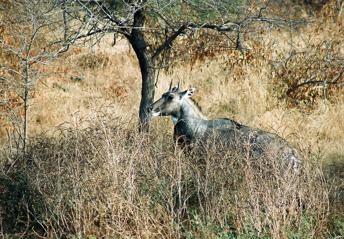 The Indian Blue Bull The image shows a full grown Male, Indian Blue Bull.It is named like this as this mammal has a bluish color all over.The male of these mammals have small thorns on their head as seen here.Full grown males have a good height of about 4 to 5 feet and feed on grass in the jungle.They have a good contrast with the dried grass in the jungle  and hence seen easily.Mostly seen singly. Boselaphus tragocamelus,Geotagged,India,Male,Nilgai,Winter,blue,bull,horns
