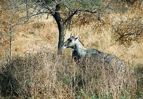 The Indian Blue Bull The image shows a full grown Male, Indian Blue Bull.It is named like this as this mammal has a bluish color all over.The male of these mammals have small thorns on their head as seen here.Full grown males have a good height of about 4 to 5 feet and feed on grass in the jungle.They have a good contrast with the dried grass in the jungle  and hence seen easily.Mostly seen singly. Boselaphus tragocamelus,Geotagged,India,Male,Nilgai,Winter,blue,bull,horns