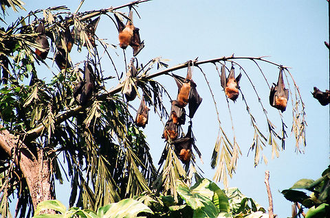 A COLONY OF GIANT BATS The image shows a part of the colony of Giant Indian Fruit Bats(Pteropus giganteus)These are big bats having big brownish yellow body with wide spreading black wings.They are night hunters,hence rarely seen flying in day time.In their colony hundreds of these bats are seen with a lot of peculiar sound they make.Not a beautiful species to look at, but needed for a healthy environment.Feeds on fruits mainly. Indian,Indian flying fox,Pteropus giganteus,bats,fruits,giant