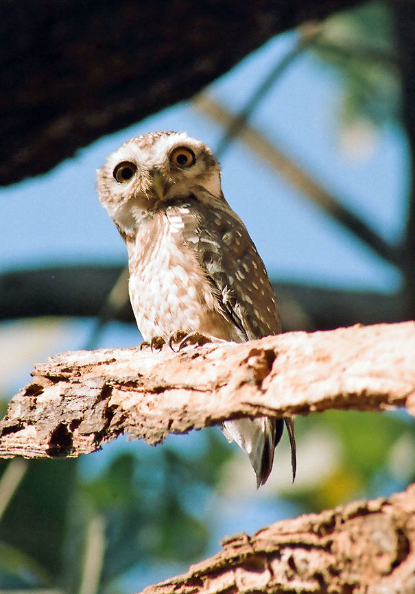 THE SPOTTED OWLET A small attractive owlet is seen in the image called the Spotted Owlet,(A.brama) having brownish wings with white spotted front.Seen in Indian forests,feeds on small insects and small vertebrates.Hunts mainly in the night and seen on trees in the day time resting.They live in the holes of trees,dead or live. Athene brama,Geotagged,India,Spotted Owlet,Winter,attractive,owlet,small,spotted