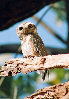 THE SPOTTED OWLET A small attractive owlet is seen in the image called the Spotted Owlet,(A.brama) having brownish wings with white spotted front.Seen in Indian forests,feeds on small insects and small vertebrates.Hunts mainly in the night and seen on trees in the day time resting.They live in the holes of trees,dead or live. Athene brama,Geotagged,India,Spotted Owlet,Winter,attractive,owlet,small,spotted