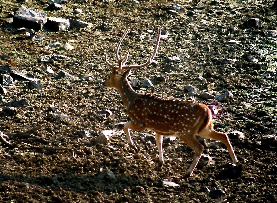 A SPOTTED DEER (M) ON THE RUN The Spotted Deers are one of the most beautiful mammals in Indian jungles.Here a male S.Deer is seen on the run as they are very afraid of any movement around and run away.Here it is shot against light adding even more beauty to him.The males only have horns and every year new horns grow after shading out the old ones.Males look more attractive with these horns and they use them as a weapon while fighting with other males for superiority. Axis axis,Chital,Geotagged,India,Winter,beautyful,deear,horns,male,spotted