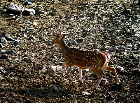 A SPOTTED DEER (M) ON THE RUN The Spotted Deers are one of the most beautiful mammals in Indian jungles.Here a male S.Deer is seen on the run as they are very afraid of any movement around and run away.Here it is shot against light adding even more beauty to him.The males only have horns and every year new horns grow after shading out the old ones.Males look more attractive with these horns and they use them as a weapon while fighting with other males for superiority. Axis axis,Chital,Geotagged,India,Winter,beautyful,deear,horns,male,spotted