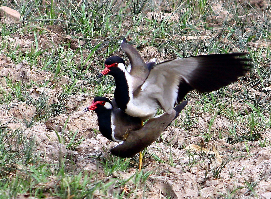 THE RED WATTLED LAPWINGS MATING A couple of Red Wattled Lapwings is seen here mating.This is a rare shot as the bird often lives in the plain grounds and flies away due to any movement around.This shot taken from a hide after their location is found.Such shots usually need much patience as the action is not predictable.Still the patience turn out to be very fruitful when such shots are taken.This wild bird is very attractive and its harsh sound is usually heard at night. Geotagged,India,Red-wattled Lapwing,Spring,Vanellus indicus,couple,lapwing,mating,red wattled