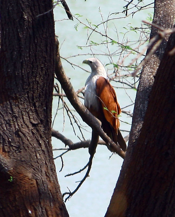 THE BRAHMANI KITE This is a member of Kite family,THE BRAHMANI KITE(Haliastur indus) usually seen in India.Very attractive color combination,this kite has white chest and in contrast to this,it has copper color wings making it very attractive.Feeds, like other kites,on dead animals,(babies of other small animals also).thus helps keeping environment clean.Looks eye catching while flying with its huge wings spread. Brahminy Kite,Geotagged,Haliastur indus,India,Spring,brahmani,huge wings,kite