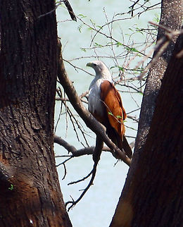 THE BRAHMANI KITE This is a member of Kite family,THE BRAHMANI KITE(Haliastur indus) usually seen in India.Very attractive color combination,this kite has white chest and in contrast to this,it has copper color wings making it very attractive.Feeds, like other kites,on dead animals,(babies of other small animals also).thus helps keeping environment clean.Looks eye catching while flying with its huge wings spread. Brahminy Kite,Geotagged,Haliastur indus,India,Spring,brahmani,huge wings,kite