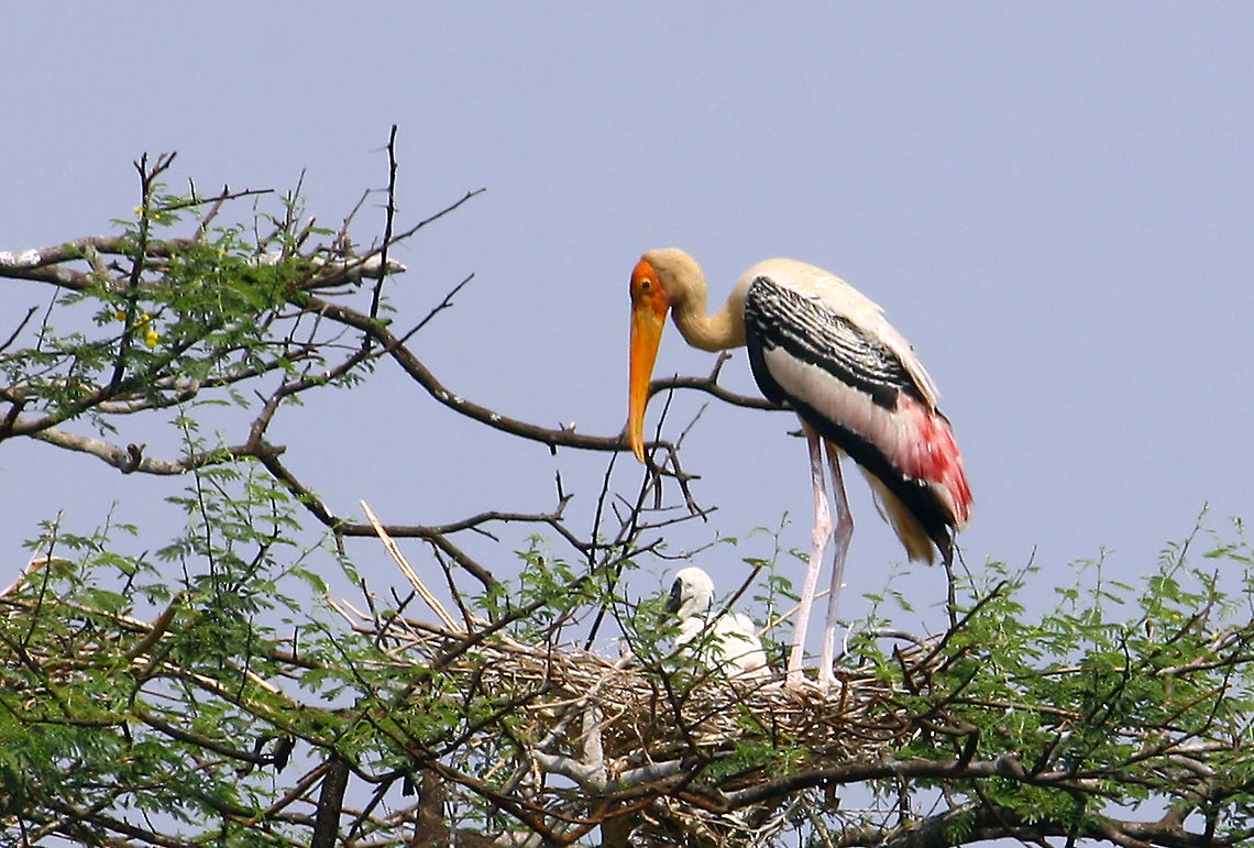 THE PAINTED STORK WITH A BABY The Painted Stork(Mycteria leucocephala) is one of the big birds family with nicely decorated wings,seen here with a baby.Height of about 3 ft,it has long legs,long neck,big long yellow beak and has big nests on top of the trees.Looks huge when flying with its wide wings spread.They are seen in big groups of many birds. Geotagged,India,Mycteria leucocephala,Painted Stork,Spring,big,eye catching,painted