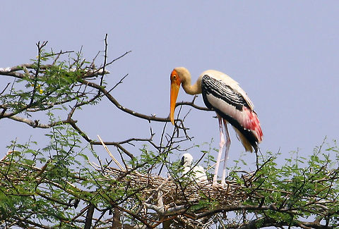 THE PAINTED STORK WITH A BABY The Painted Stork(Mycteria leucocephala) is one of the big birds family with nicely decorated wings,seen here with a baby.Height of about 3 ft,it has long legs,long neck,big long yellow beak and has big nests on top of the trees.Looks huge when flying with its wide wings spread.They are seen in big groups of many birds. Geotagged,India,Mycteria leucocephala,Painted Stork,Spring,big,eye catching,painted